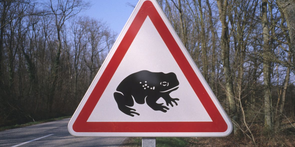 migration- crapaud-Conseil departemental du Haut Rhin
