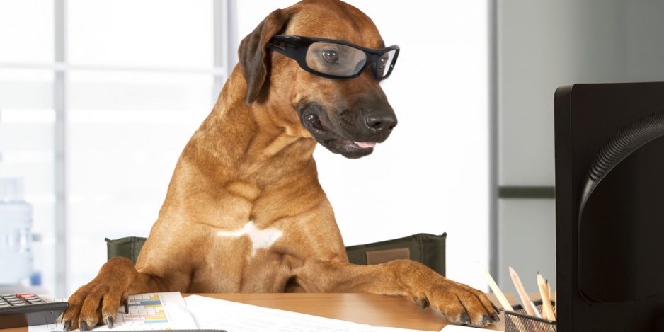 amener-son-chien-au-travail