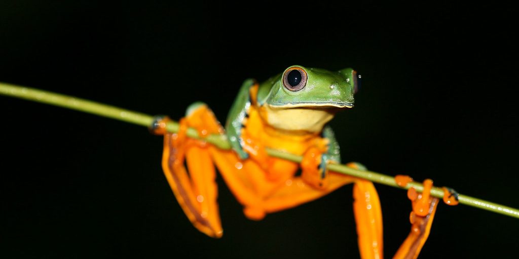 Cruziohyla calcarifer ©PNUD Equateur