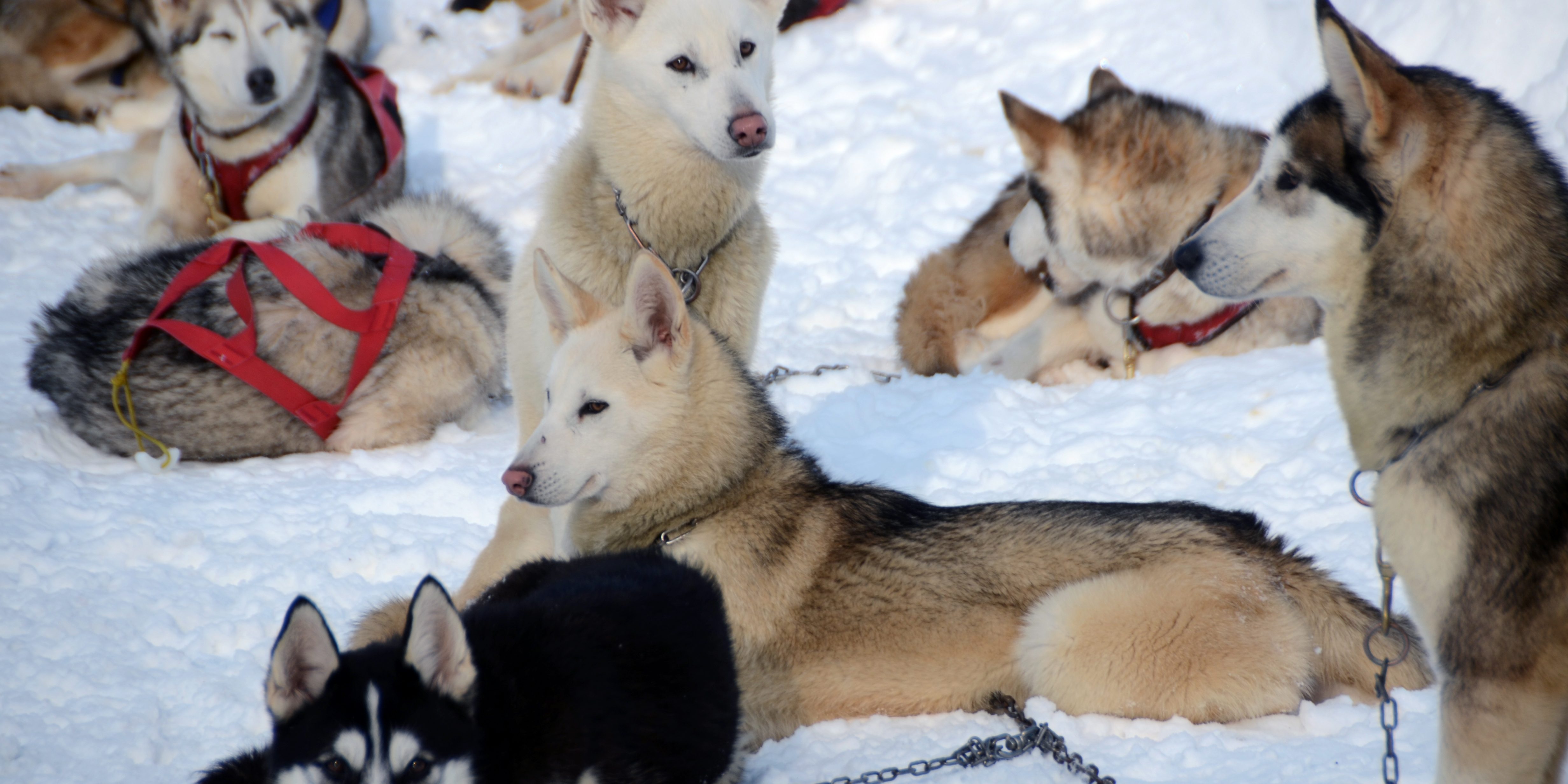 huskydalen-chien-traineau-carroz-araches-haute-savoie-sur-misskonfidentielle © David Raynal