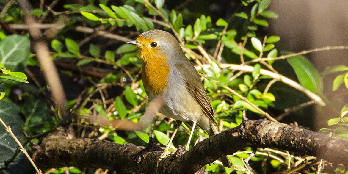 30-et-31-janvier-2021-week-end-national-de-comptage-des-oiseaux-des-jardins-sur-misskonfidentielle © 30 millions d’amis