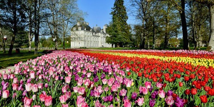 Destination le Château de Cheverny et ses 350 000 tulipes sur le media misskonfidentielle © Château de Cheverny.com