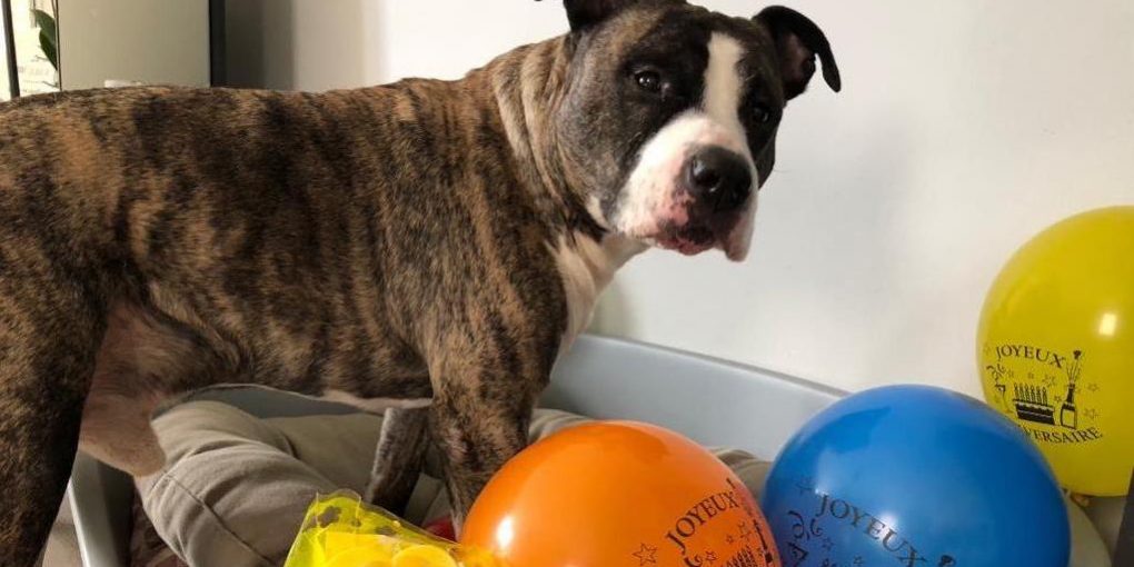 Céline Gardel Les 4 pattounes et Hancock mascotte sur Miss Konfidentielle © Céline Gardel