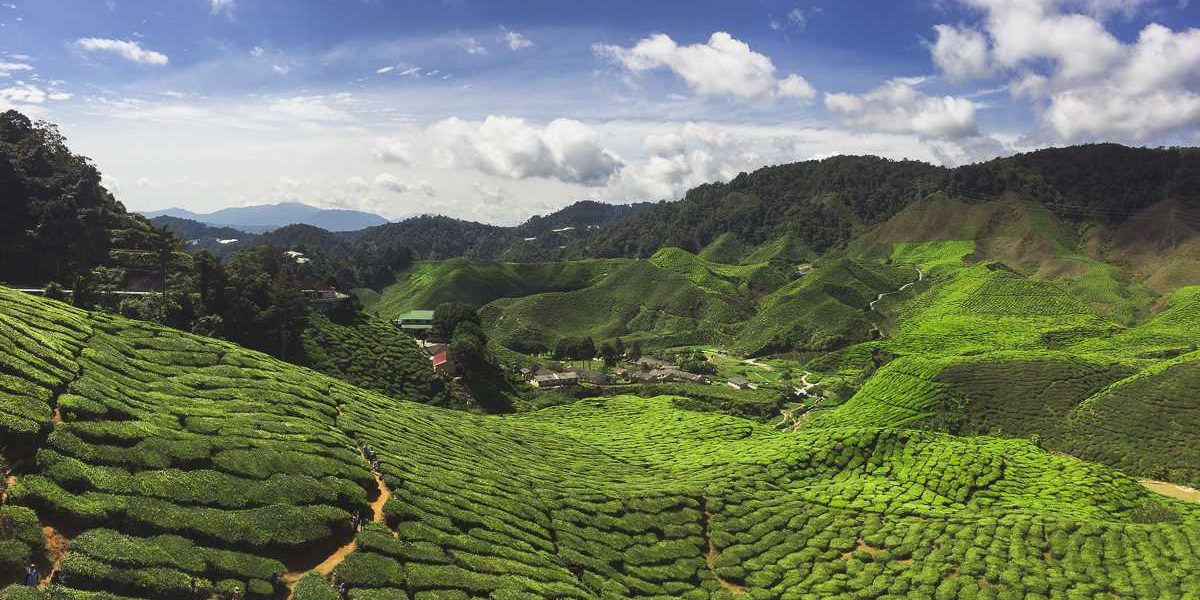 cameron-highlands-teeplantage © thehappyjetlagger.com