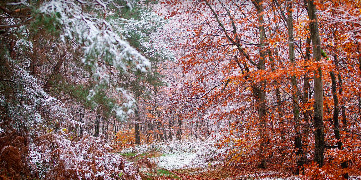© Office National des Forêts – ONF