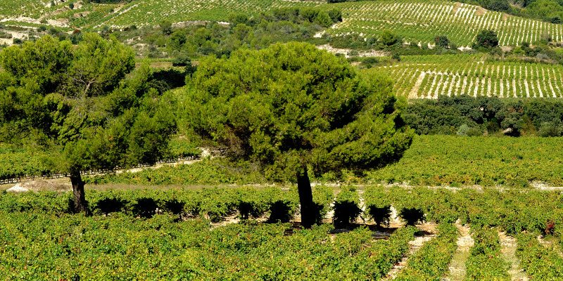 Tourisme – Une échappée belle en Provence Occitane – Randonnée De vignes en garrigues © Bernard Liégeois