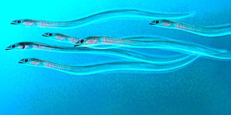 Environnement – Relais & Châteaux appelle les chefs de ses 580 propriétés à protéger la biodiversité marine